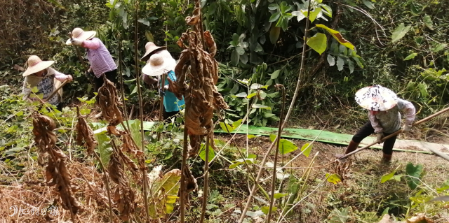 但是對于劉佳榮來說，辛苦并不算什么，他最害怕的是趕不上夏種，今年的晚造收成變“零”。他透露，在開平種植水稻一年兩造，他年產值30萬元左右，利潤主要在晚造水稻。他發現旱情的嚴重性之后，立刻向村小組組長反映相關情況，希望麗新村可以幫助解決農田用水問題。“沒想到他們效率這么高，我剛和村小組組長說完，第二天村委會干部們就到田里了解情況，一起研究解決辦法。”劉佳榮說。