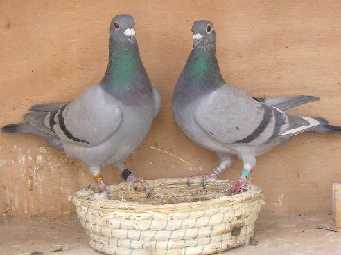 白鴿2.jpg