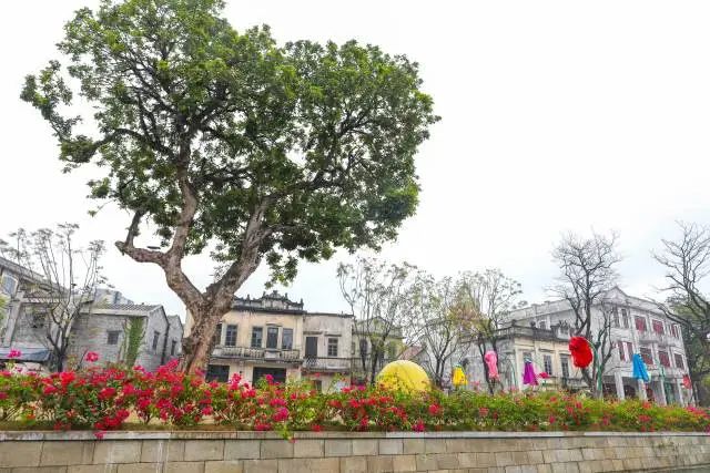 這棵龍眼樹是游客眼中的網紅愛心樹,更是黃氏家族的鄉(xiāng)愁樹。 圖片