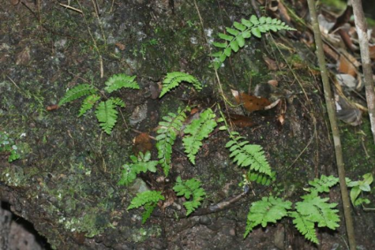 國達鐵角蕨。丹宣供圖