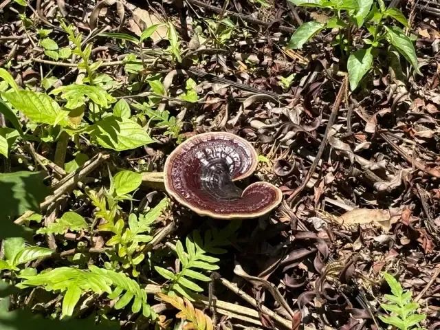 南豐鎮萬畝靈芝谷里仿野生種植的靈芝。肇慶市融媒體中心記者 夏紫怡 攝 南豐鎮萬畝靈芝谷里仿野生種植的靈芝。肇慶市融媒體中心記者 夏紫怡 攝