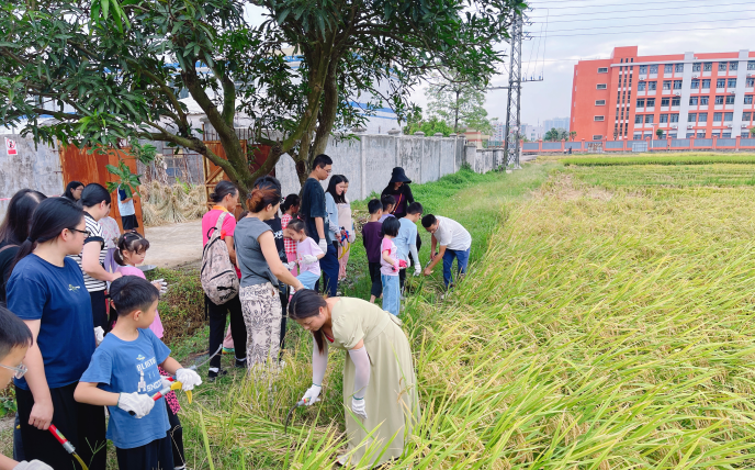 稻香金滿倉(cāng) 親子共豐收 ——市農(nóng)業(yè)農(nóng)村局開展主題實(shí)踐活動(dòng)