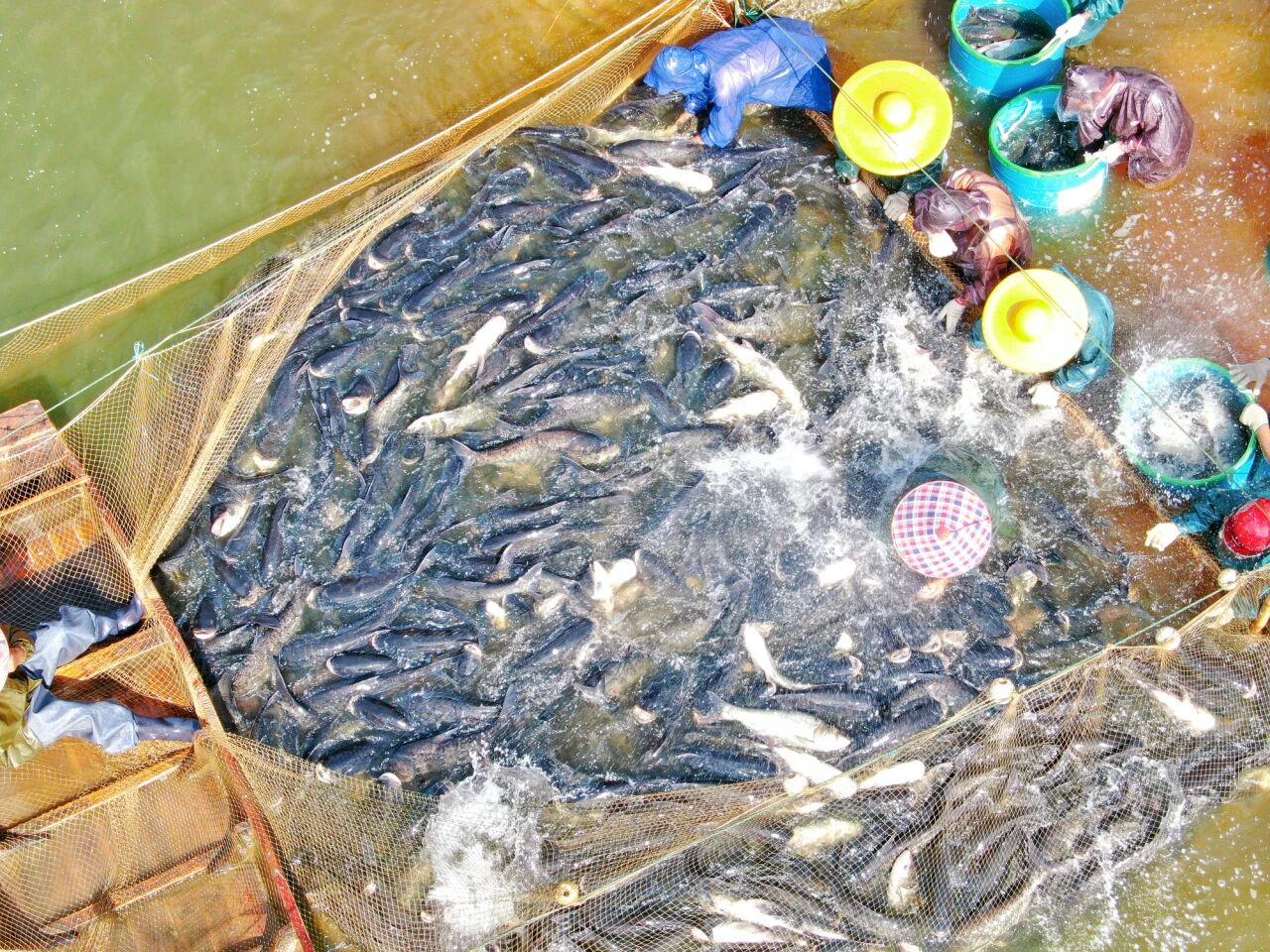 29-30日 禾海稻浪，“魚”您相約！2025年大沙鎮(zhèn)捕魚周暨稻田豐收音樂會來啦！