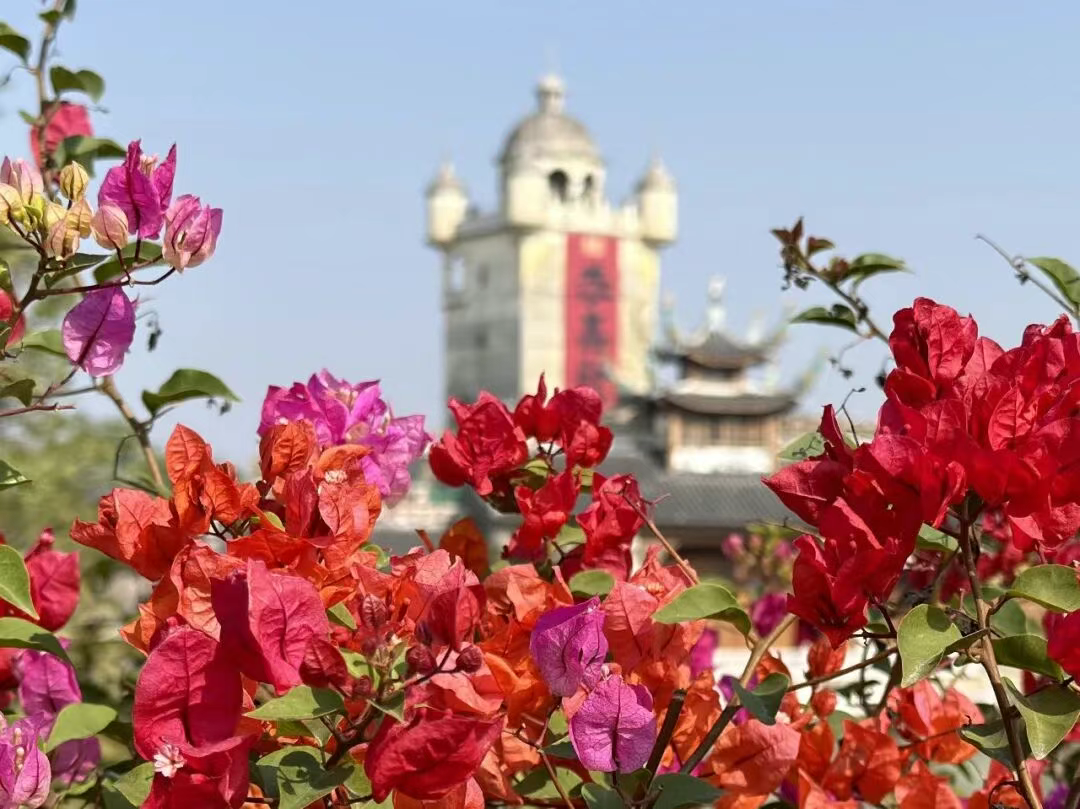 古鎮(zhèn)與花海！赤坎冬日繁花綻放，僑鄉(xiāng)美景當(dāng)前