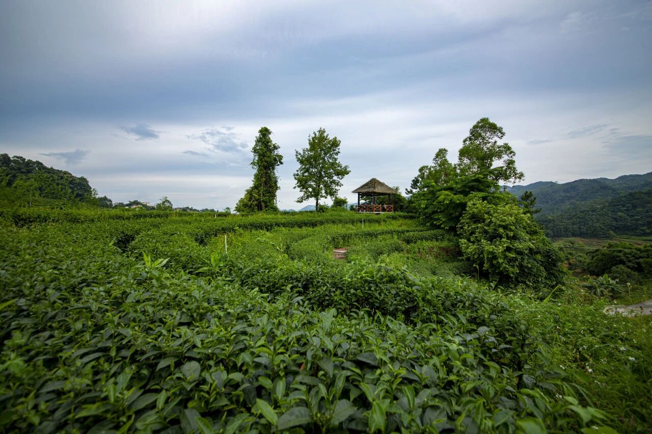 喜報！天露仙源獲批省級科技專家工作站，開平總量江門縣級市第一