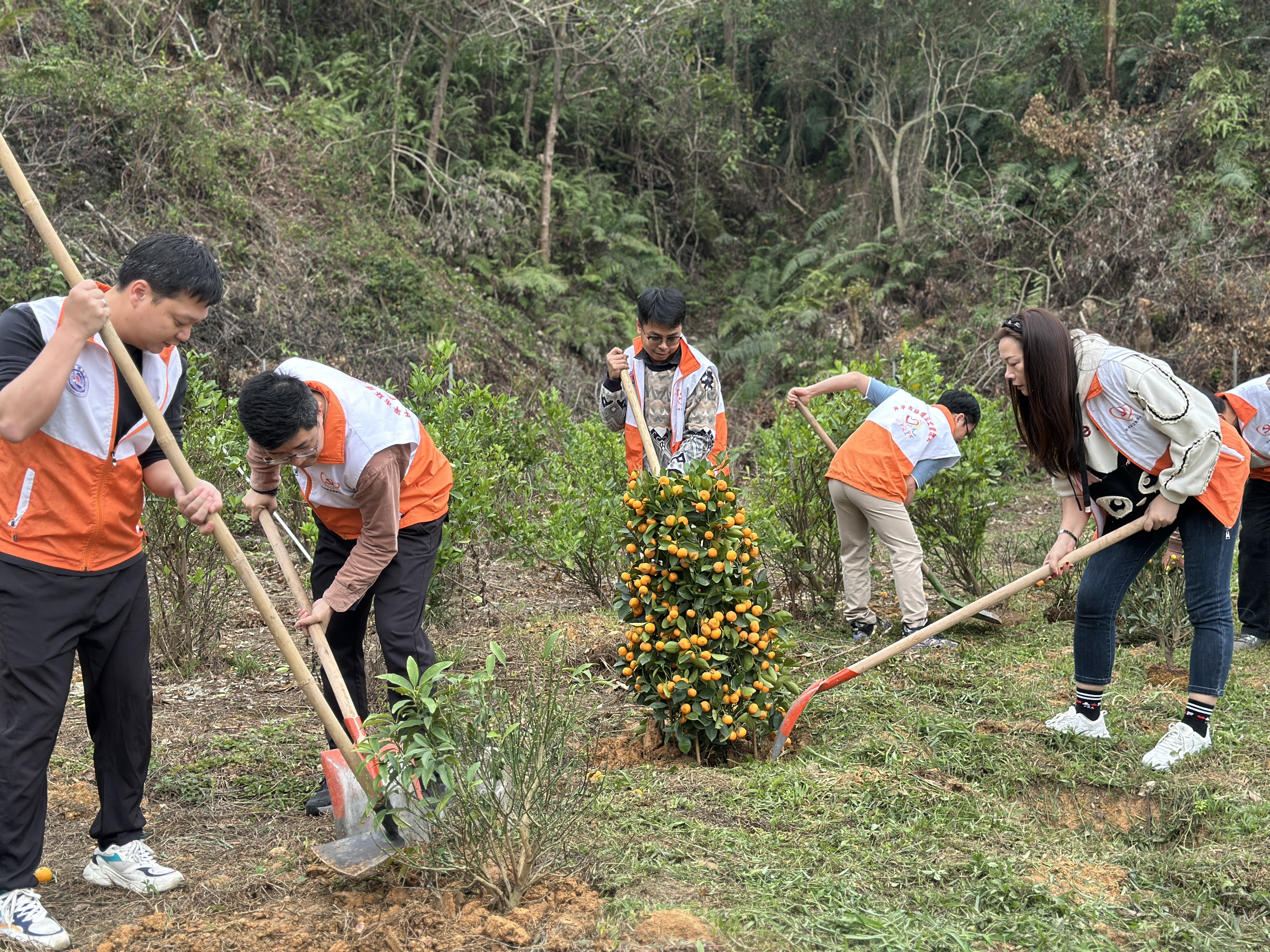 年花年桔巧處置   綠色回收煥新生