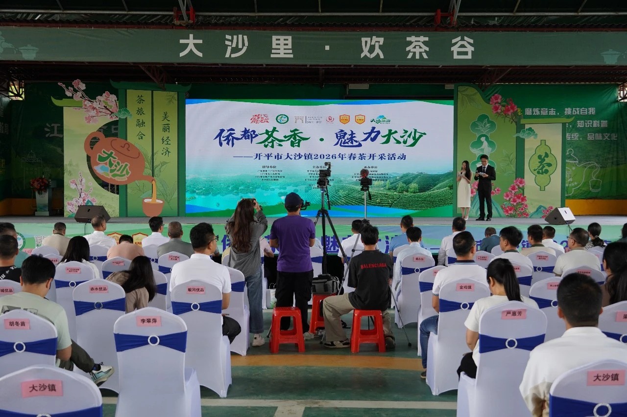 收獲春天第一縷茶香！開平大沙鎮春茶開采！