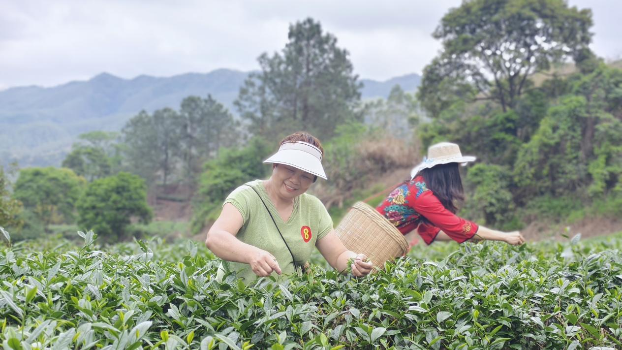 茶韻大沙·技興鄉村：開平市人社局聯合大沙鎮人民政府以技能為橋，鋪就家門口的增收路