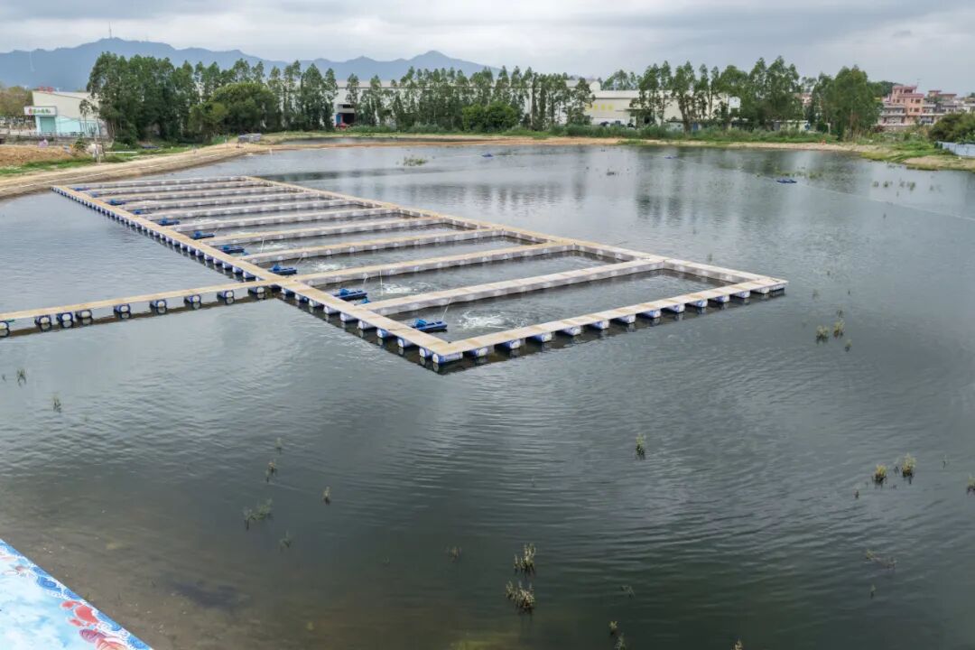 一個生態養殖示范基地的“協”力誕生記——江門市政協凝聚港澳委員等力量賦能開平水口水產養殖產業提質增效